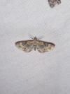 Eupithecia linariata