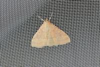 Ostrinia nubilalis