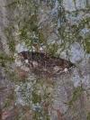 Parectropis similaria