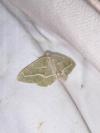 Hylaea fasciaria