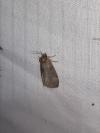 Ochropacha duplaris