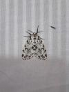 Lymantria monacha