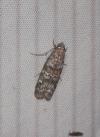 Dioryctria abietella