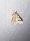 Macaria notata