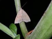 Herminia tarsicrinalis