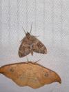 Thera variata/britannica