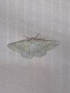 Pseudoterpna pruinata