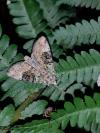 Anaplectoides prasinus