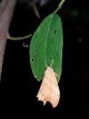 Falcaria lacertinaria
