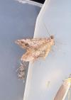 Macaria signaria