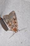 Xestia triangulum
