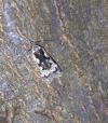 Anacampsis blattariella/populella