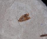 Archips xylosteana