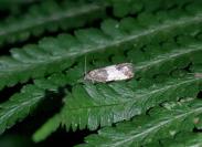 Spilonota ocellana