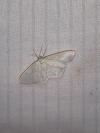 Scopula ternata