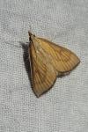Nascia cilialis