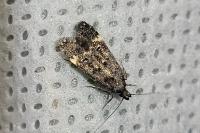 Dichomeris alacella