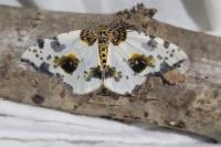 Abraxas sylvata