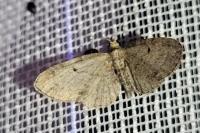 Eupithecia tenuiata
