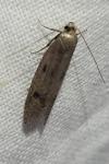 Agnoea josephinae