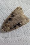 Xestia triangulum