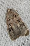 Xestia triangulum