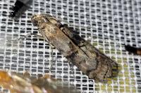 Phycita roborella