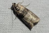 Sciota rhenella