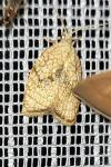 Acleris forsskaleana
