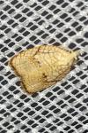 Acleris forsskaleana