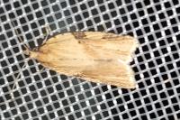 Clepsis spectrana