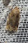 Archips xylosteana