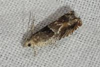 Epinotia tenerana