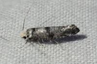 Paraswammerdamia
