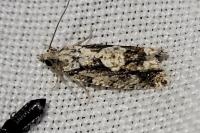 Zeiraphera isertana