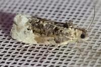 Hedya nubiferana