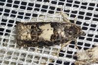 Epiblema gr. sticticana