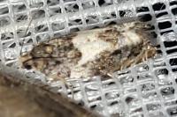 Epiblema gr. sticticana