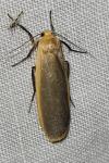 Katha depressa