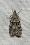 Eudonia mercurella