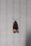 Apotomis sauciana