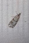 Scoparia ambigualis