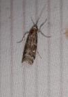 Dioryctria simplicella