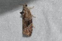 Eudemis porphyrana