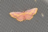 Idaea muricata