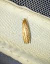 Limnaecia phragmitella