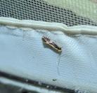 Monopis obviella