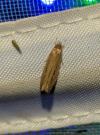 Limnaecia phragmitella