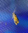 Ditula angustiorana