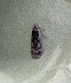 Anacampsis blattariella/populella